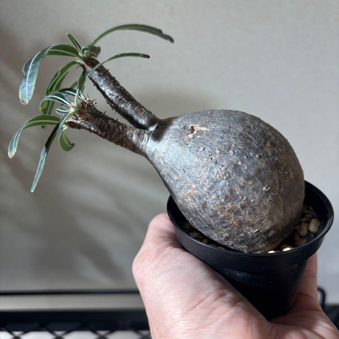 【発根済み現地球】パキポディウム グラキリス 手のひらサイズ 美株